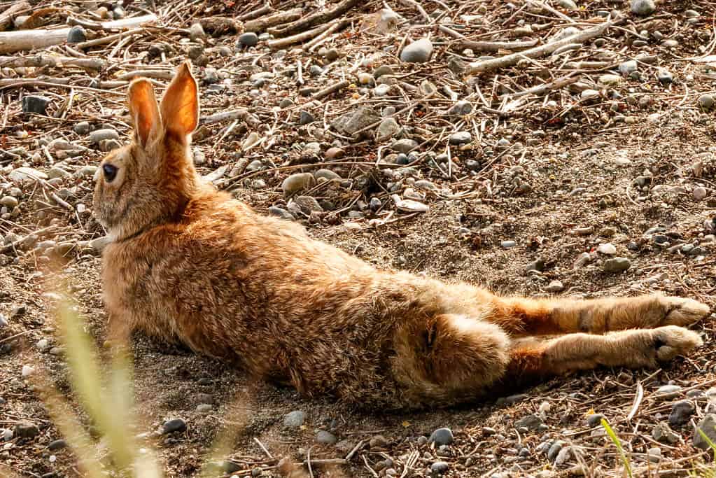 5 Steps To Tell How Old a Rabbit Is