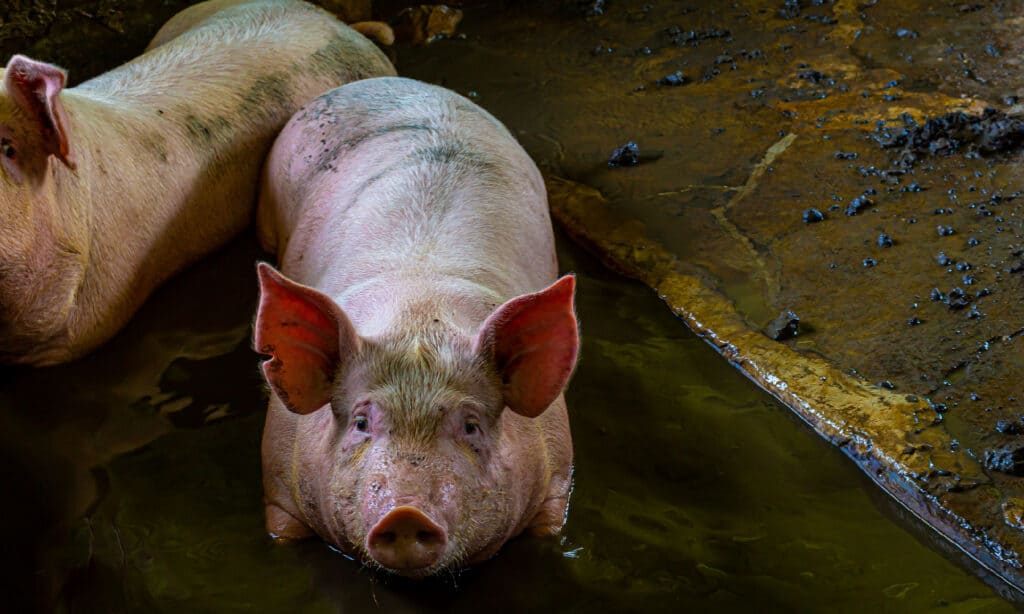 Man Who Thought He Was Adopting a 'Micro-Pig' Ends Up With a 600-Pound Behemoth