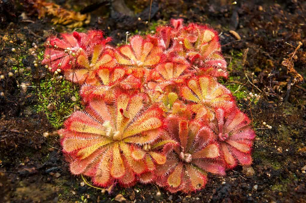 Propagating a Sundew Plant: How to Grow a Carnivorous Plant From Seed