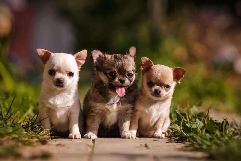 Chihuahua Puppies: Pictures, Adoption Tips, and More!