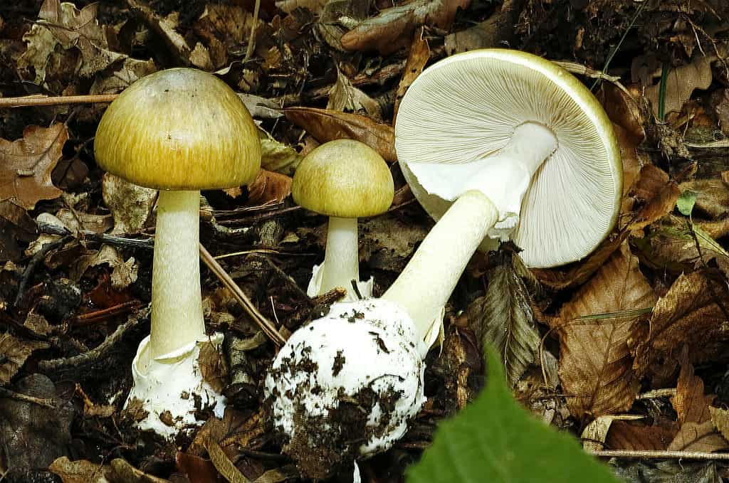 Death Cap Mushrooms vs Destroying Angels