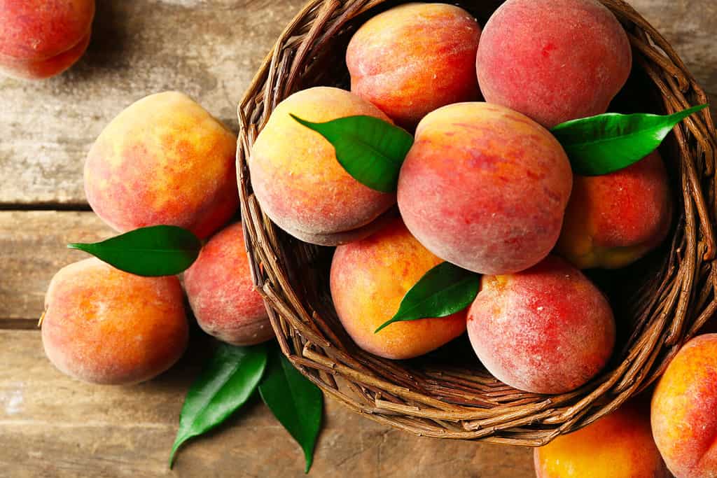 Discover When Nectarines Are in Peak Season and Where They Grow