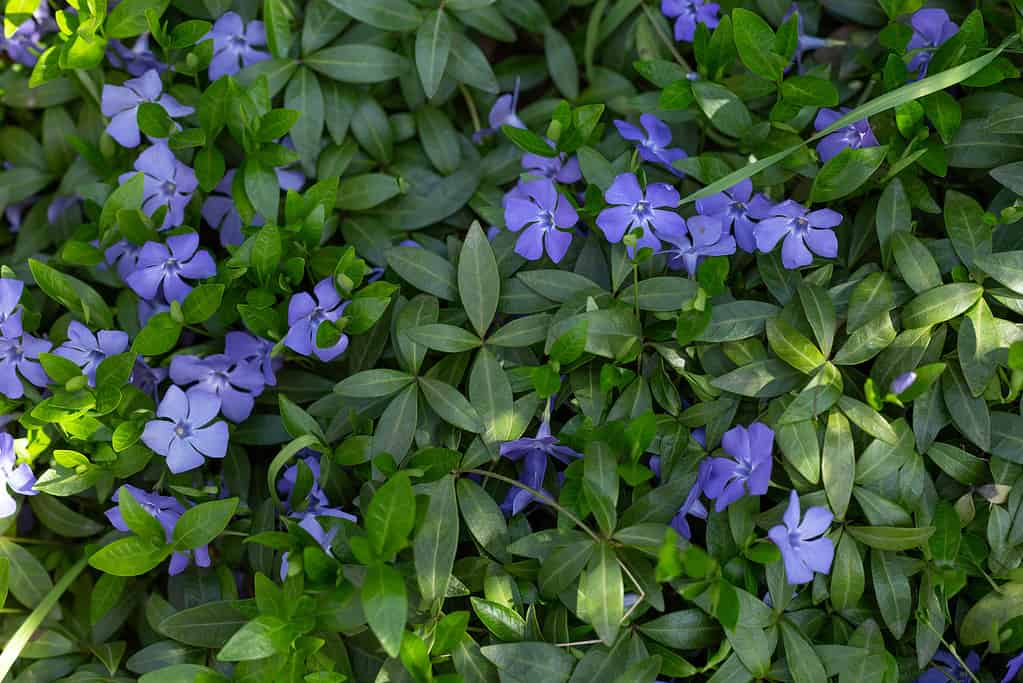 8 Garden Plants to Avoid That Could Be Invasive