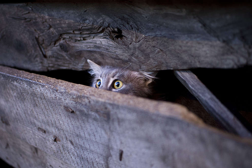 Do Coyotes Attack and Eat Cats? 5 Ways to Keep Your Cat Safe