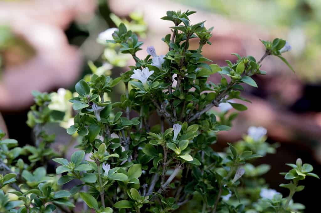 8 Garden Plants to Avoid That Could Be Invasive