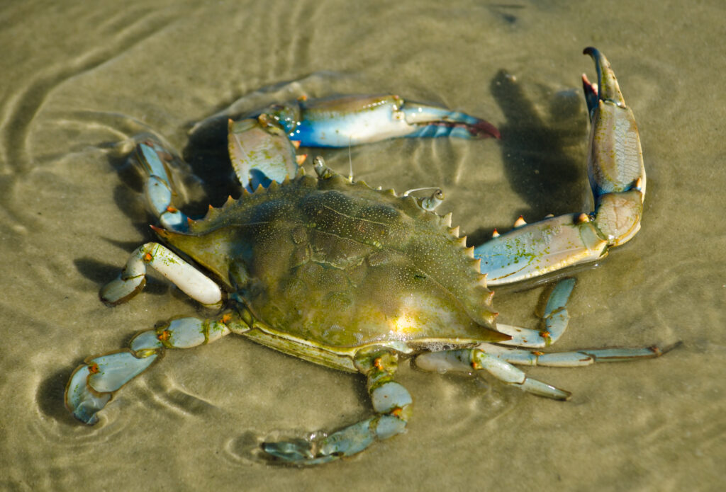 Audubon Aquarium in NOLA: Best Time to Visit and 3,600 of the Coolest Animals to See