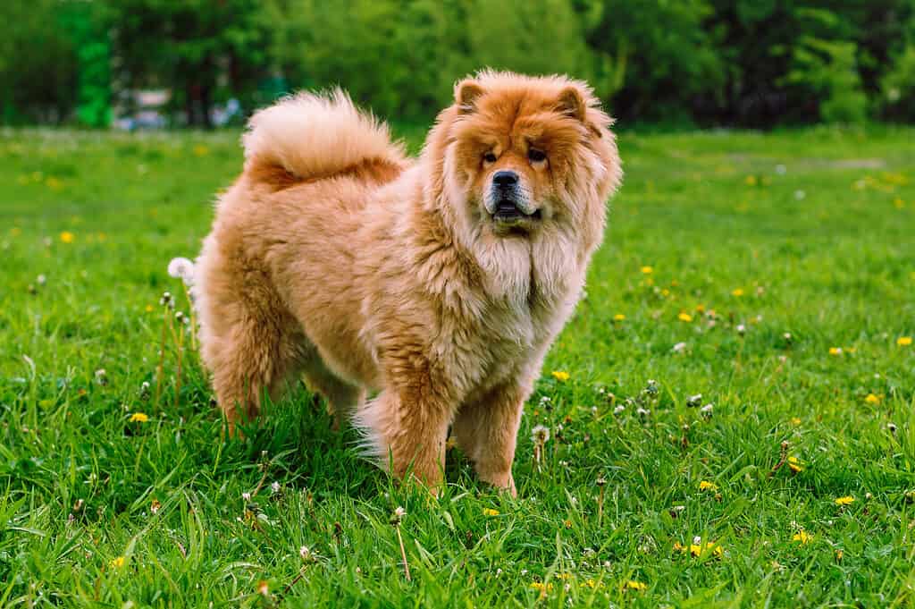 Rottweiler vs. Chow Chow: 4 Key Differences