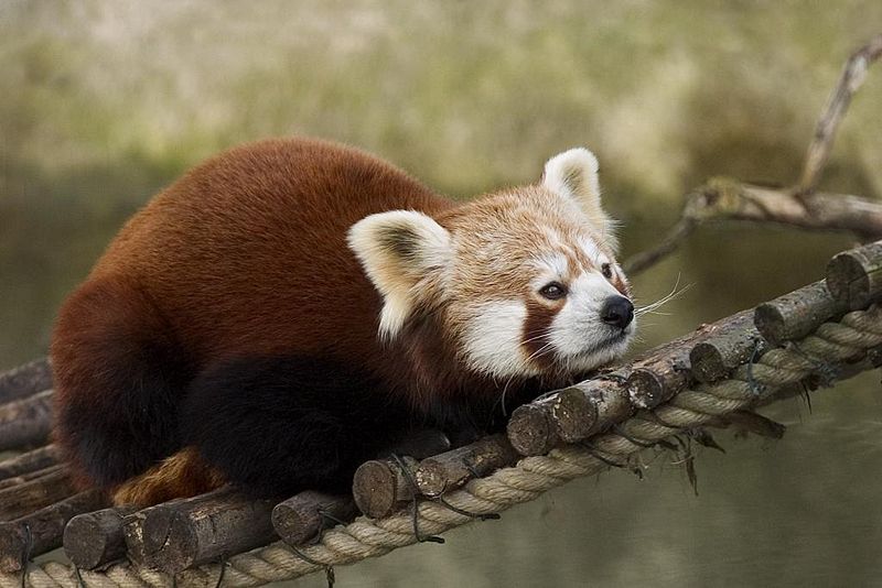 Are Red Pandas Endangered And How Many Are Left In the World?