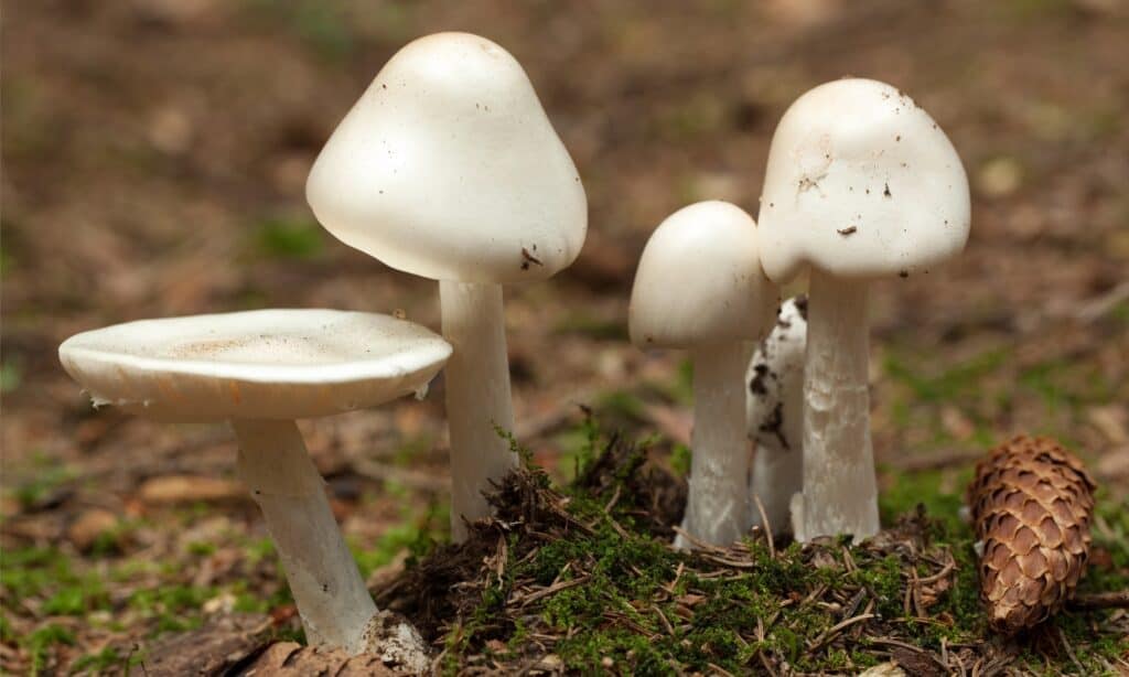 Death Cap Mushrooms vs Destroying Angels