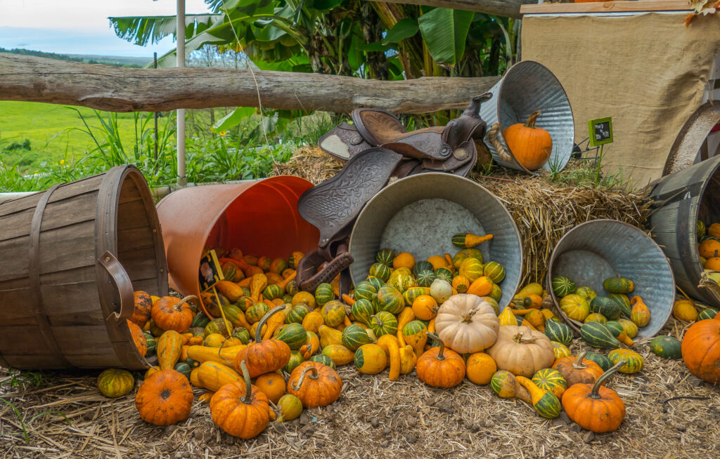 Explore the 3 Best Pumpkin Patches in Hawaii For a Great Fall Adventure