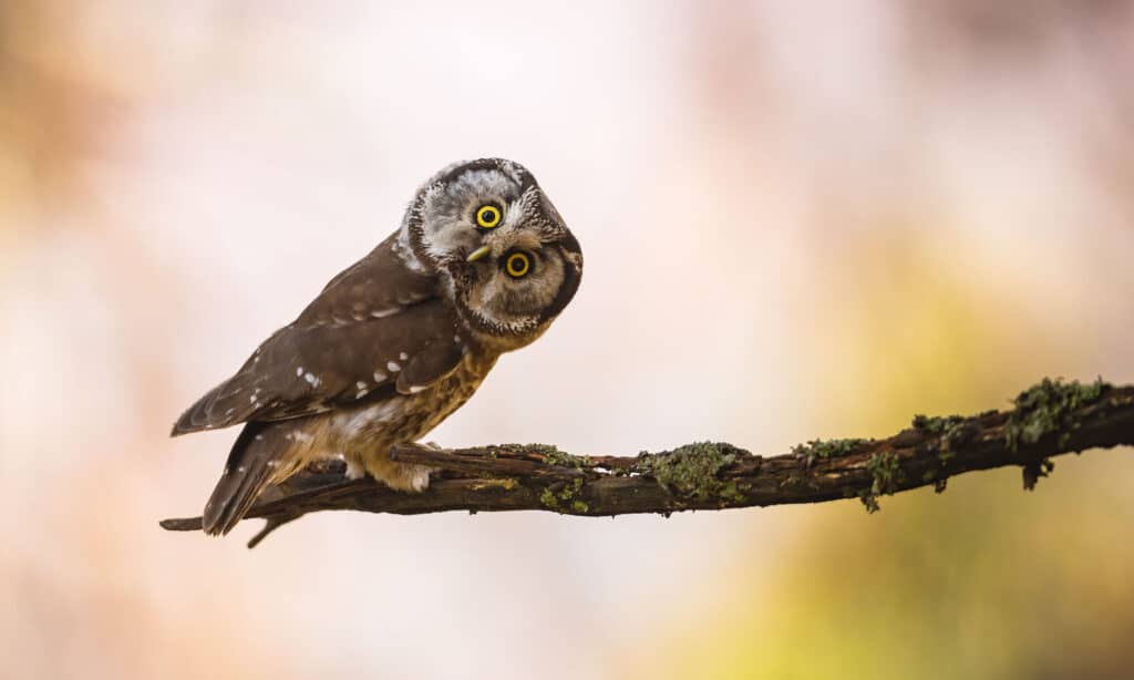 Discover 12 Types of Owls in Ohio (From Rarest to Most Common)