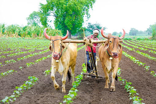 Discover Why Cows Are Considered Sacred in India