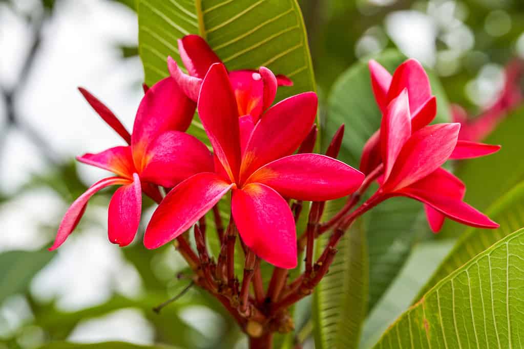 A Comprehensive Look at 13 Gorgeous Flowering Trees Found in Florida