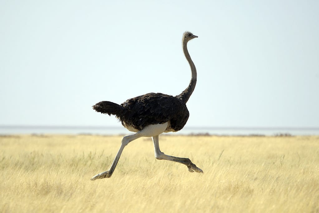 How Fast Can an Ostrich Run? Discover Its Top Speed and Where It Ranks in the Animal Kingdom