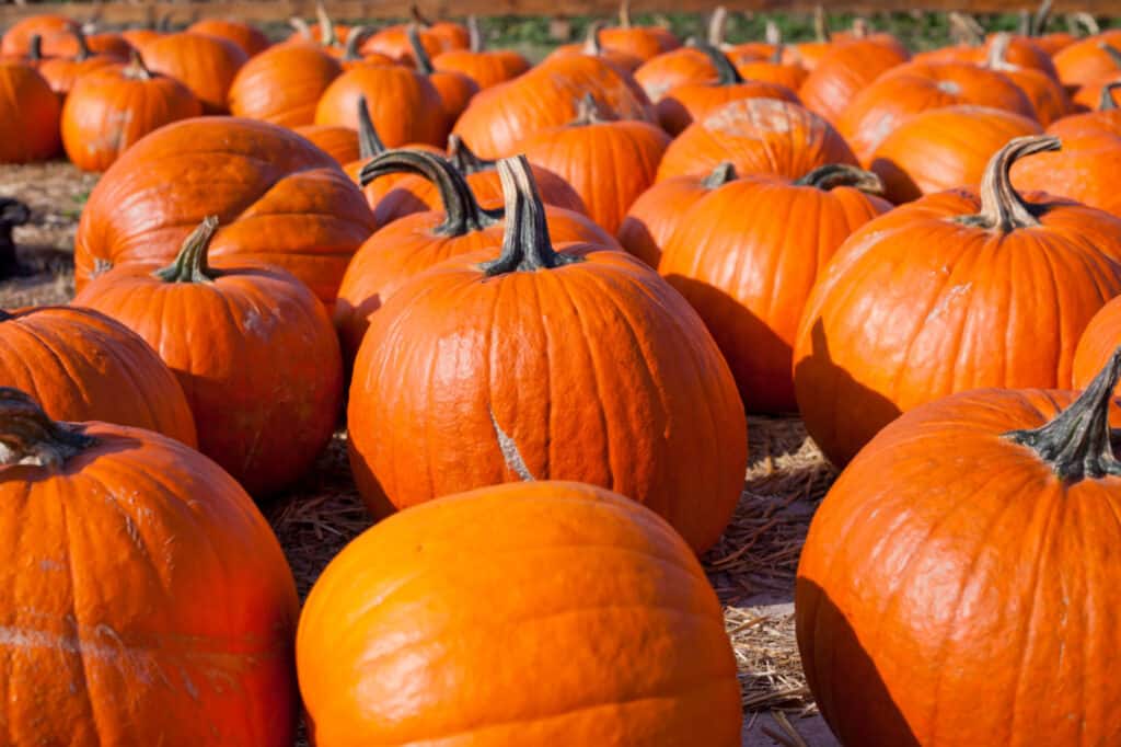 Explore the 6 Best Pumpkin Patches in Washington To Embrace The Fall Season