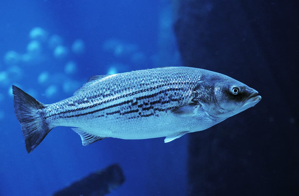 The 10 Largest Fish Ever Caught in Maine