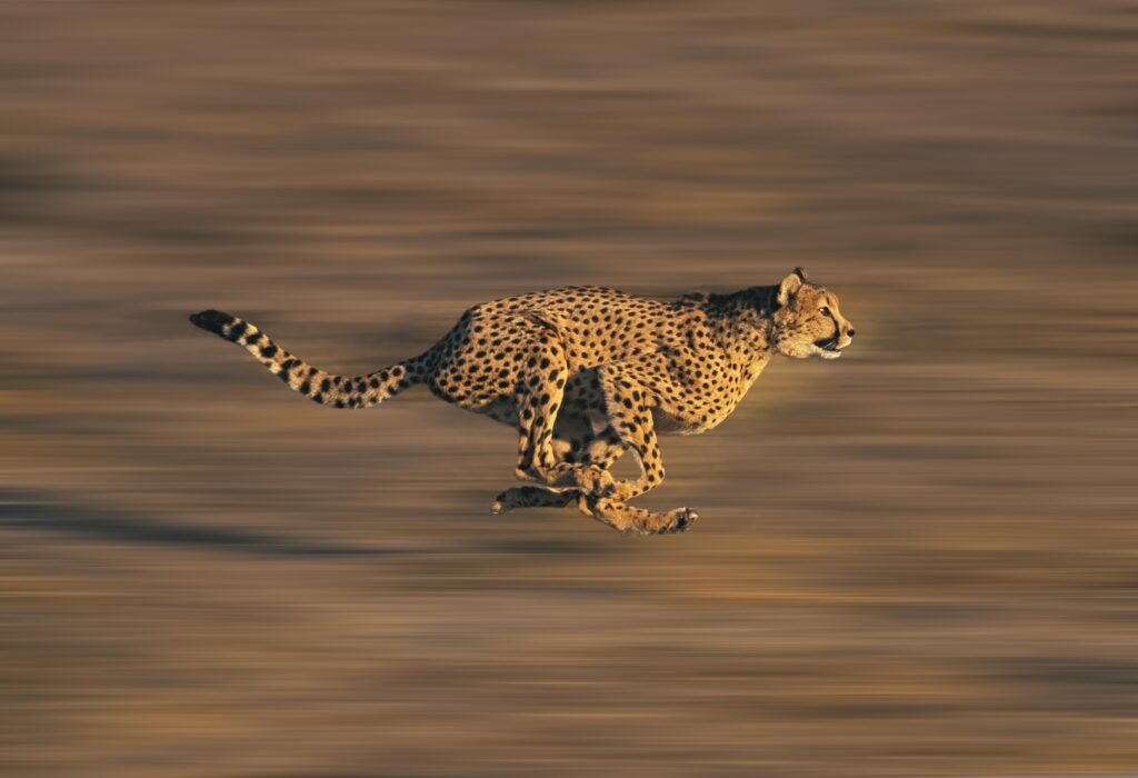 Watch This Powerful Zebra Dropkick a Chasing Cheetah Right in the Face to Get Away