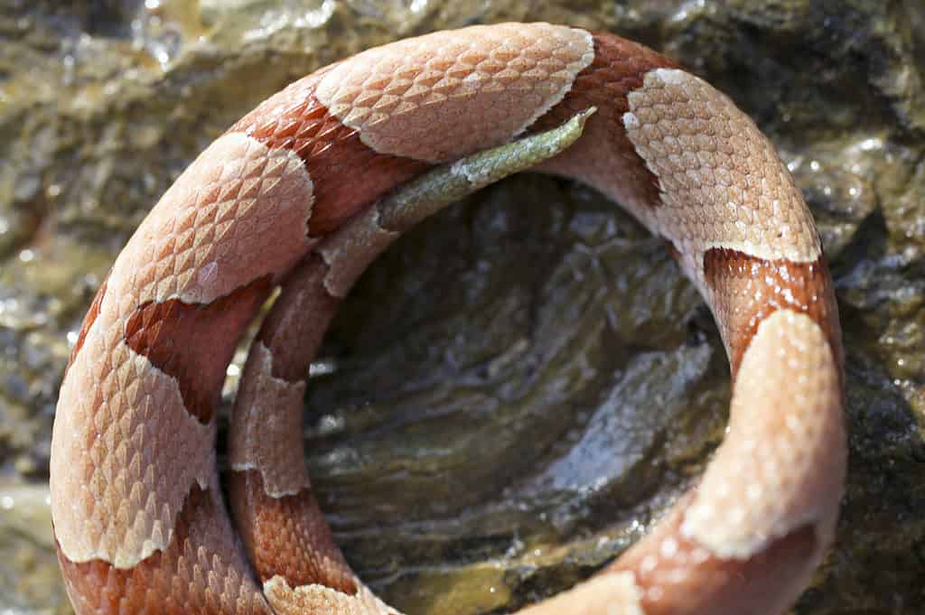 Where Do Copperheads Nest?