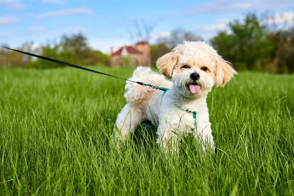 Are Dogs Allowed In Malls? 10 Important Rules to Know