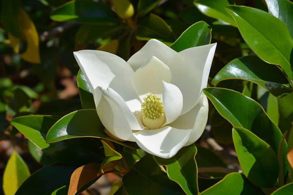 A Comprehensive Look at 13 Gorgeous Flowering Trees Found in Florida