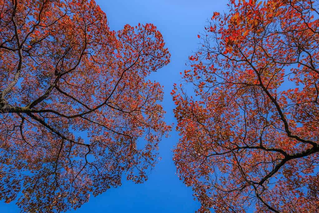 A Comprehensive Look at 13 Gorgeous Flowering Trees Found in Florida