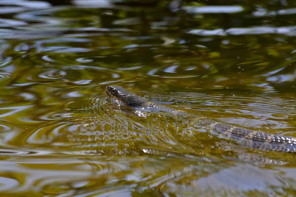 What's in the St. Marys River and Is It Safe to Swim In?