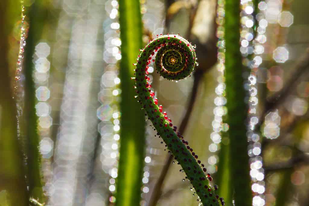 Propagating a Sundew Plant: How to Grow a Carnivorous Plant From Seed