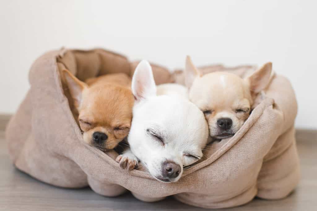 Chihuahua Puppies: Pictures, Adoption Tips, and More!