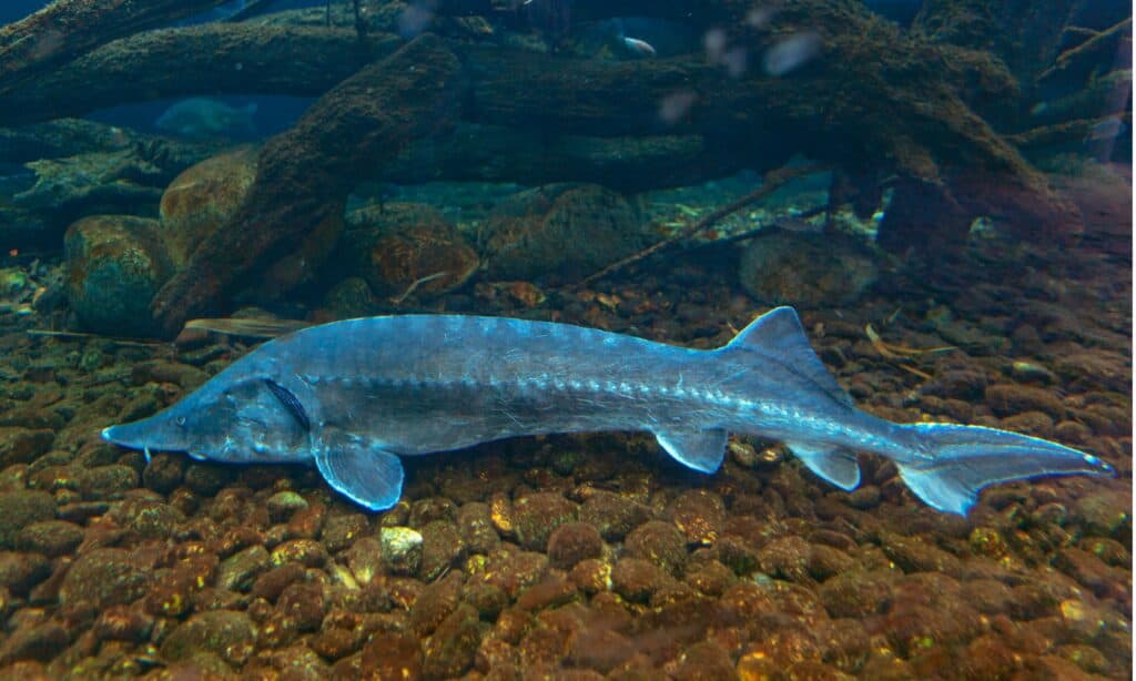 What's in the St. Marys River and Is It Safe to Swim In?