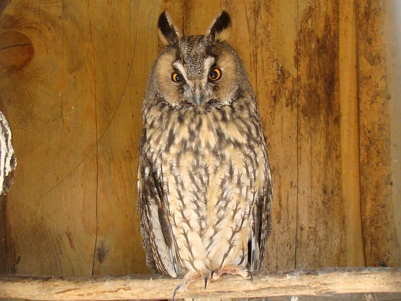 Discover 12 Types of Owls in Ohio (From Rarest to Most Common)