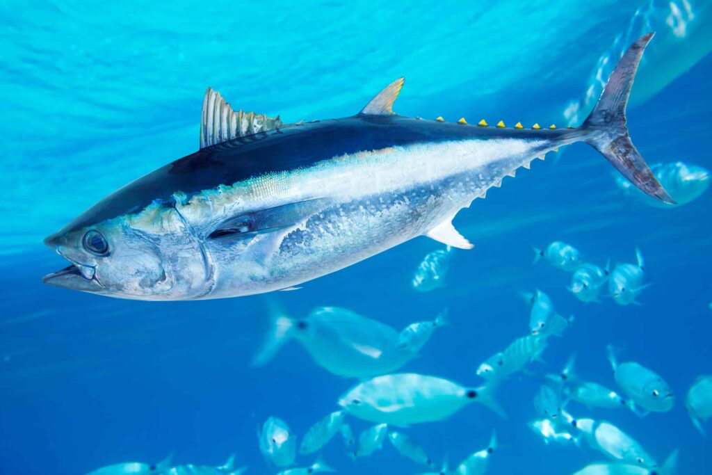 The 10 Largest Fish Ever Caught in Maine