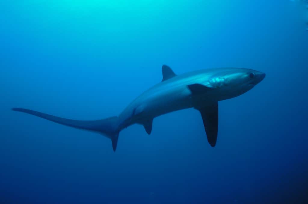 Witness Everyone's Worst Nightmare as a Man's Boat Capsizes Next to a Circling Shark