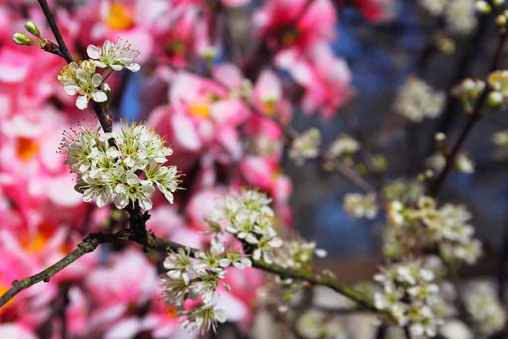 A Comprehensive Look at 13 Gorgeous Flowering Trees Found in Florida