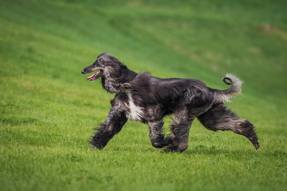 Male vs. Female Afghan Hound