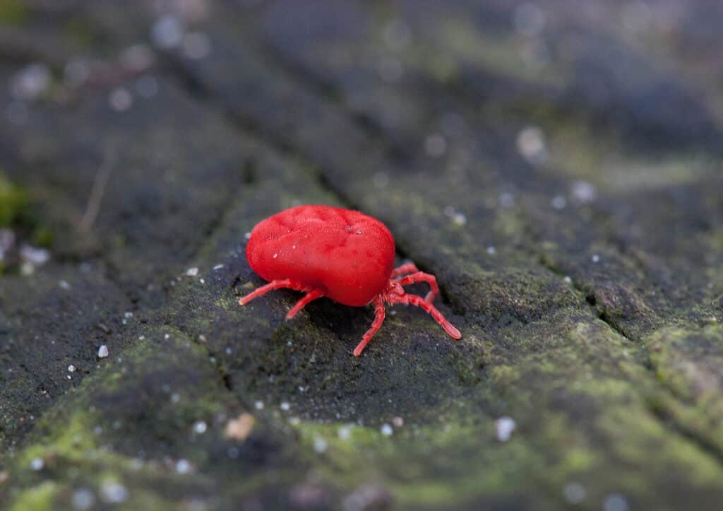 11 Examples of 8-Legged Animals You'll Find in Nature