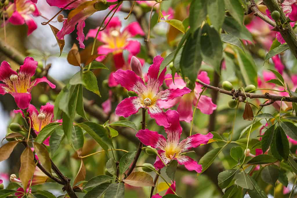 A Comprehensive Look at 13 Gorgeous Flowering Trees Found in Florida