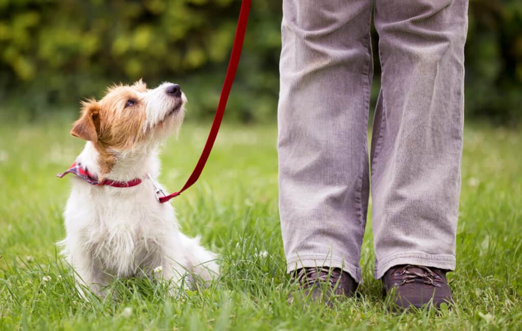 Are Dogs Allowed In Malls? 10 Important Rules to Know