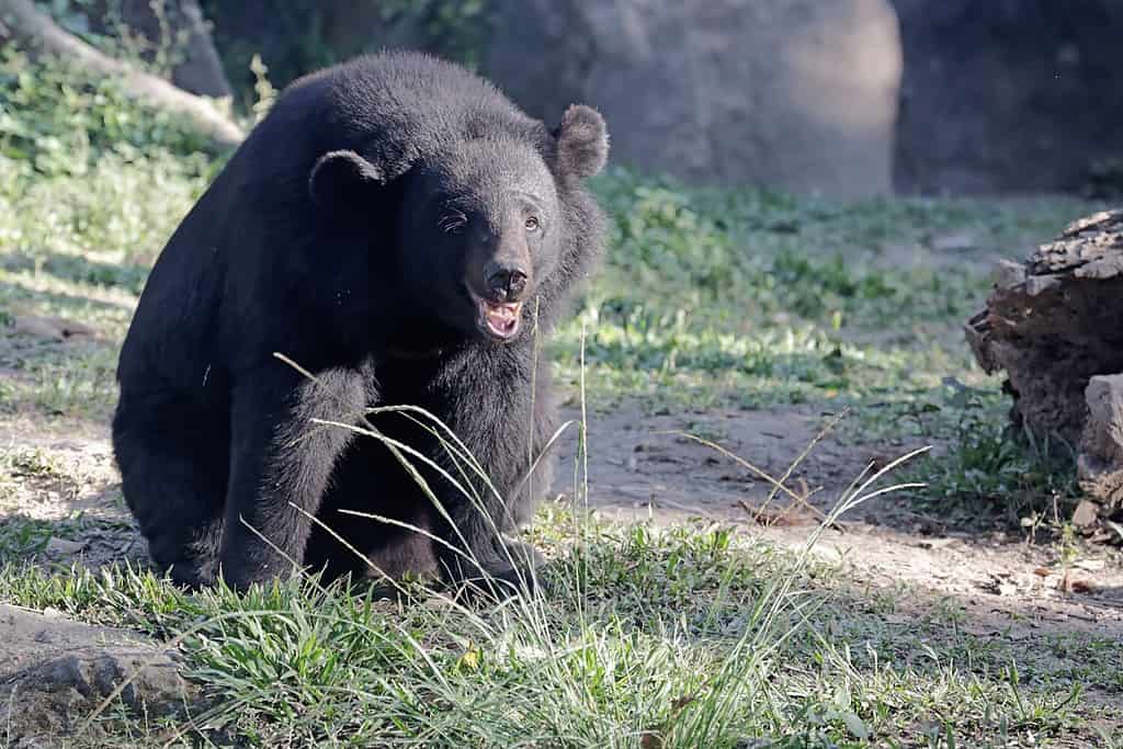 Watch This Child Try to Pet a Black Bear She Thinks is a Dog