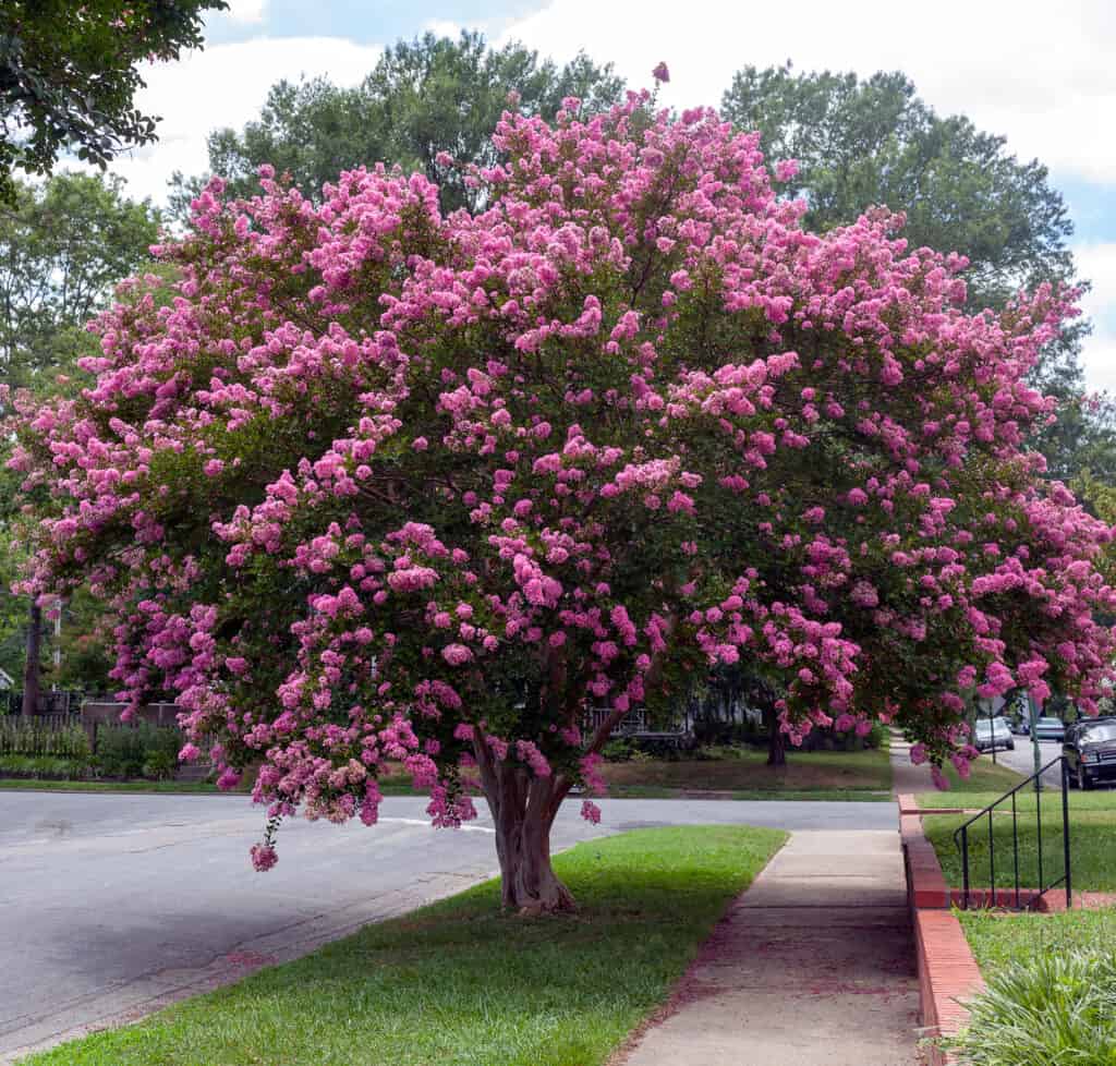 A Comprehensive Look at 13 Gorgeous Flowering Trees Found in Florida