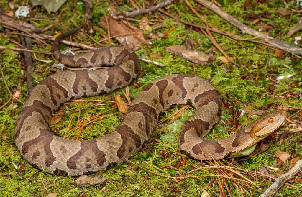 Where Do Copperheads Nest?