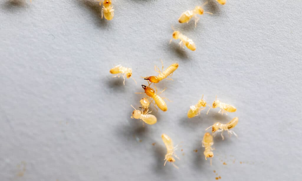 Termites in California: Types, Risks, and How to Prevent Them