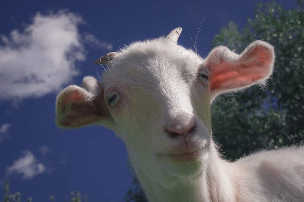 John Ball Zoo: Ideal Time to Go   2,000 Amazing Animals to See