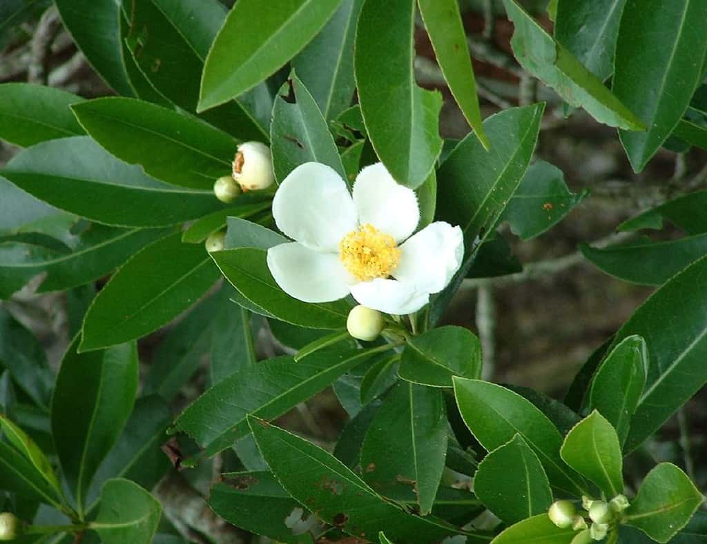 A Comprehensive Look at 13 Gorgeous Flowering Trees Found in Florida