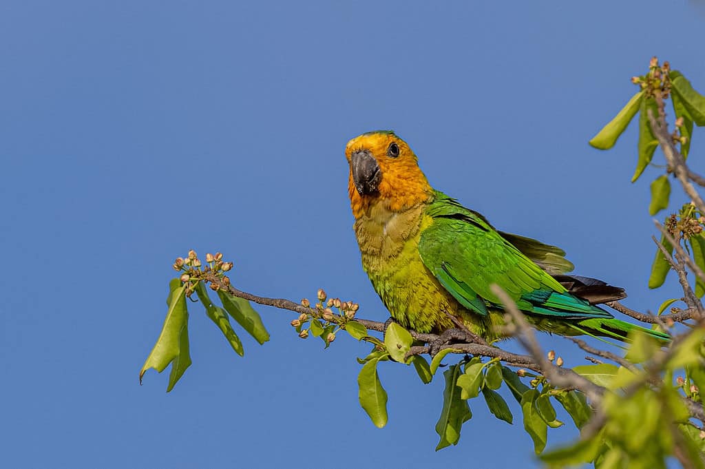 John Ball Zoo: Ideal Time to Go   2,000 Amazing Animals to See