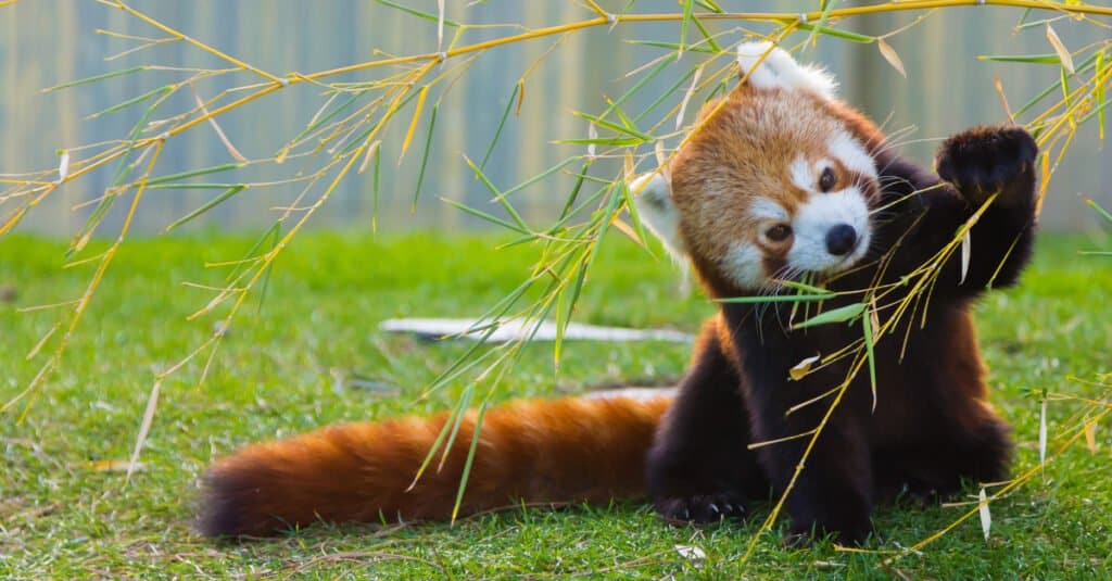 Are Red Pandas Endangered And How Many Are Left In the World?