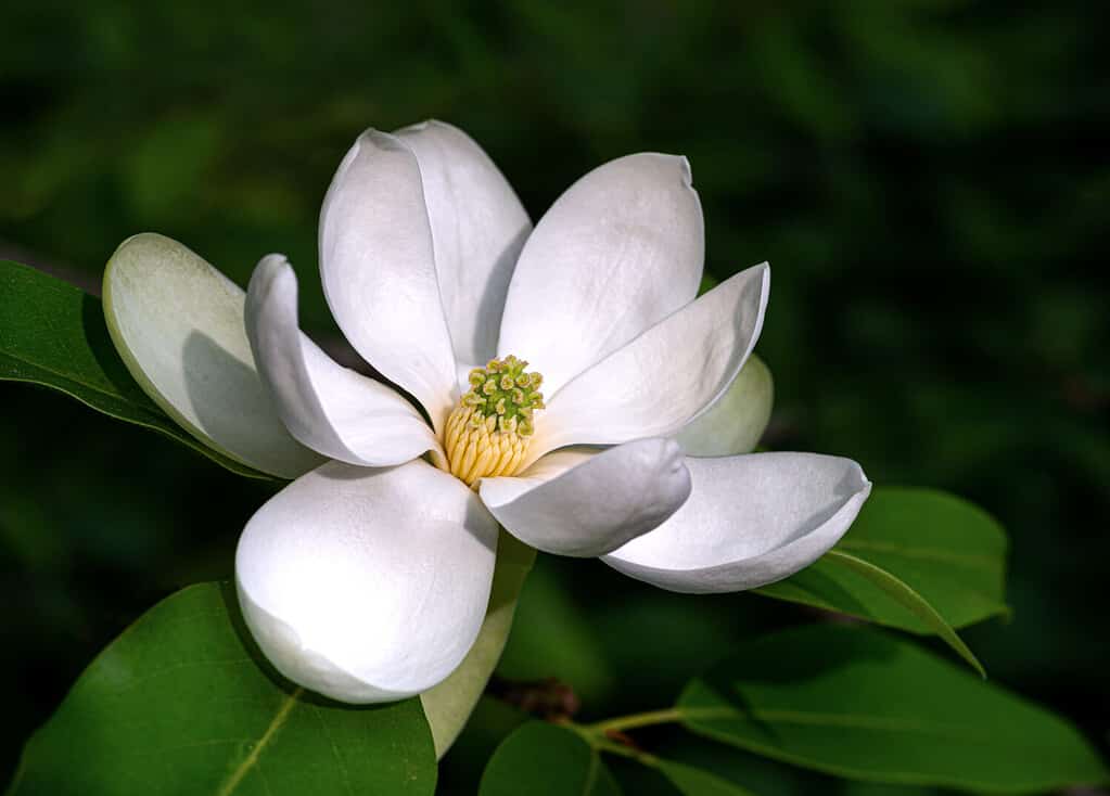 A Comprehensive Look at 13 Gorgeous Flowering Trees Found in Florida