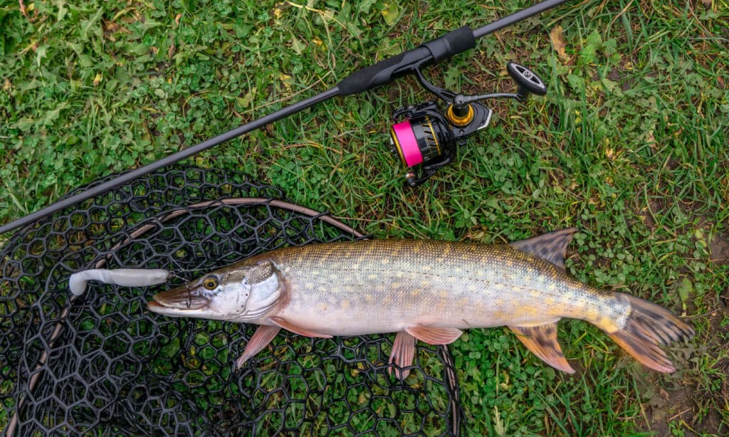 The 10 Largest Fish Ever Caught in Maine