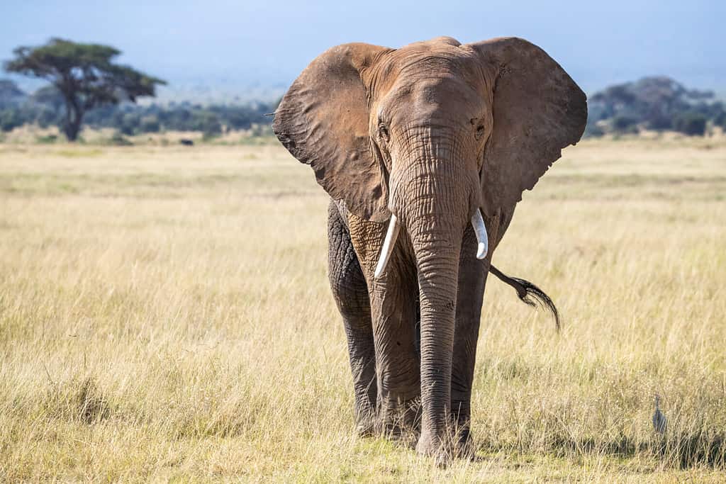 See An Incredibly Terrifying Elephant Chase After Safari Comes To Close For Comfort