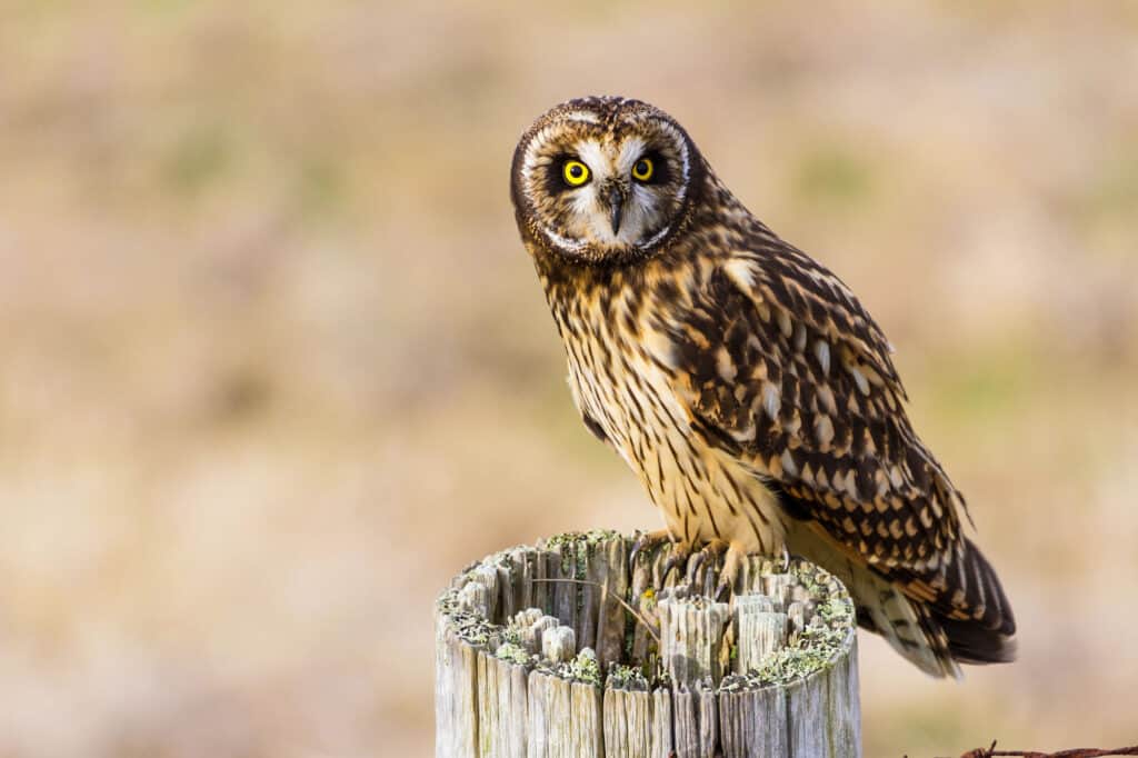 Discover 12 Types of Owls in Ohio (From Rarest to Most Common)