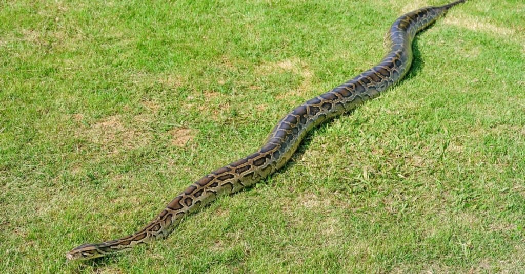 Watch This Cold-Blooded Python Absolutely Dominate an Alligator in an Underwater Battle